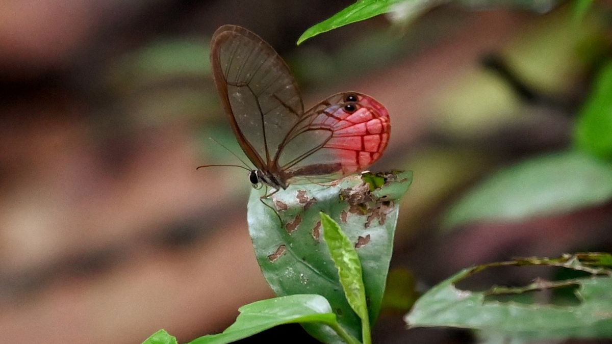 Foto z míst, kde motýlí druhy hynou rychleji, než je vědci stíhají objevovat